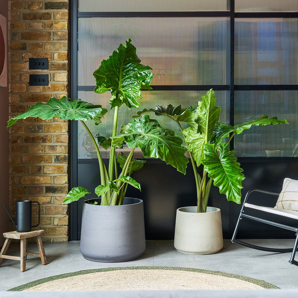 Alocasia Portodora | Upright Elephant Ear | Indoor Plant Delivered | Patch