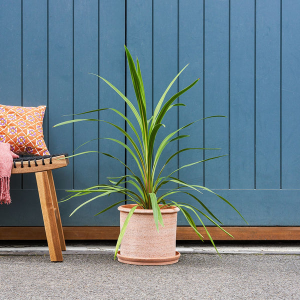 Cordyline green | Cabbage Palm | Outdoor Plant Delivered | Patch