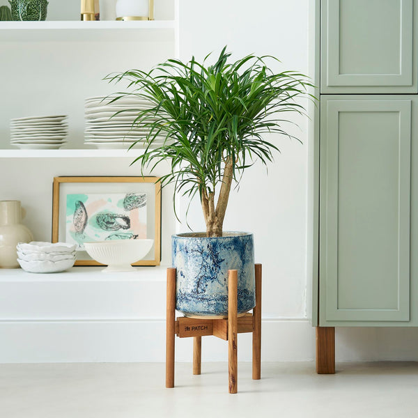Dracaena ‘anita’ – tree