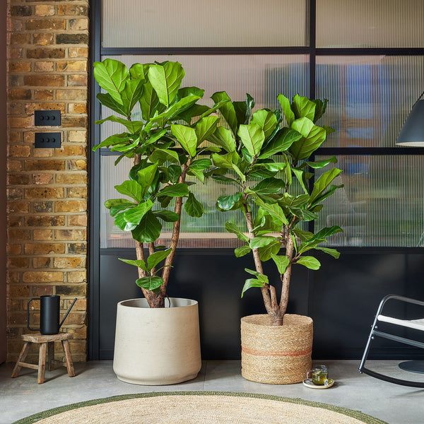 Fiddle Leaf Fig | Banjo Fig | Ficus Lyrata | Indoor Plant Delivered | Patch