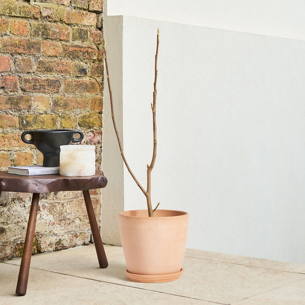 Magnolia Black Tulip – Elegant Shrub | Patch