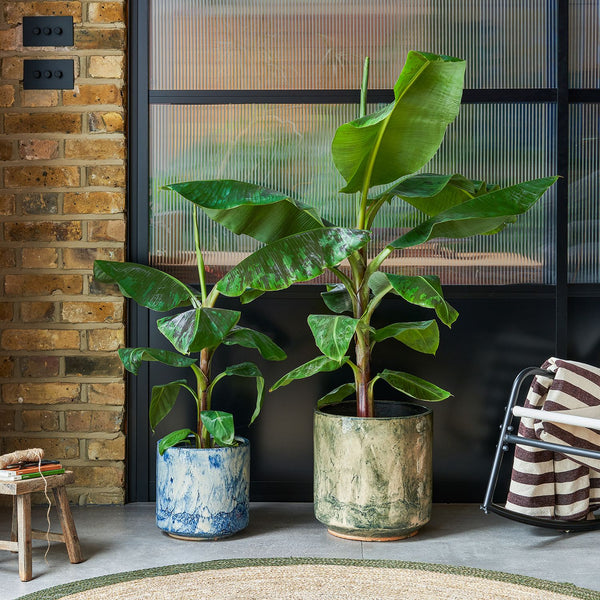 Musa Dwarf Cavendish | Dwarf Banana Plant | Indoor Plant Delivered | Patch