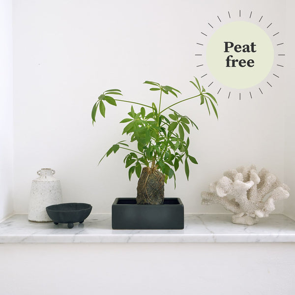 Schefflera
