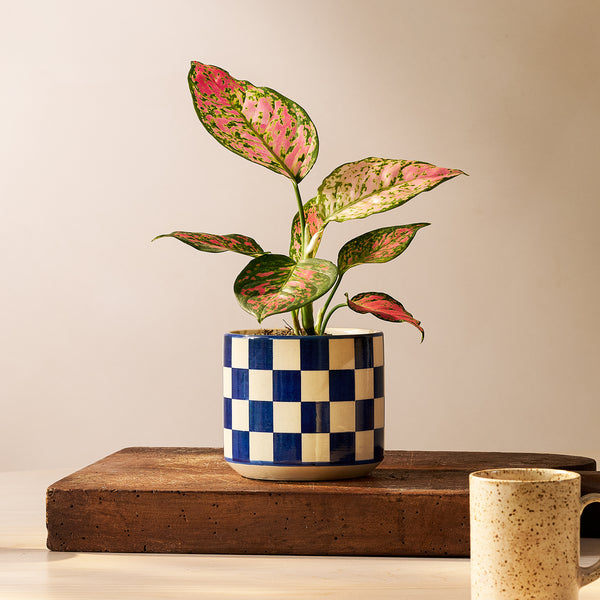 Aglaonema ‘Crimson Love’