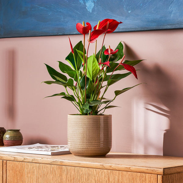Anthurium ‘Mille’ Red
