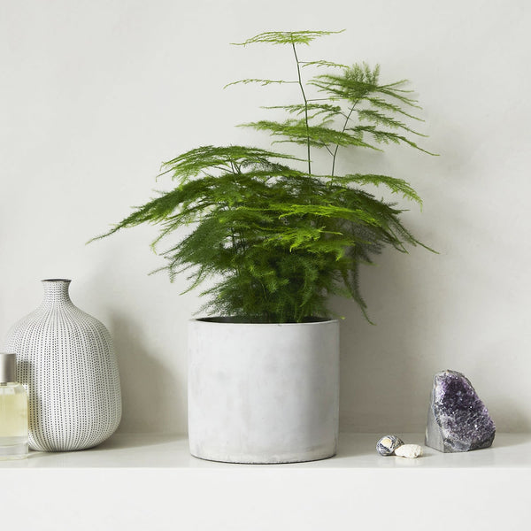 Asparagus Fern