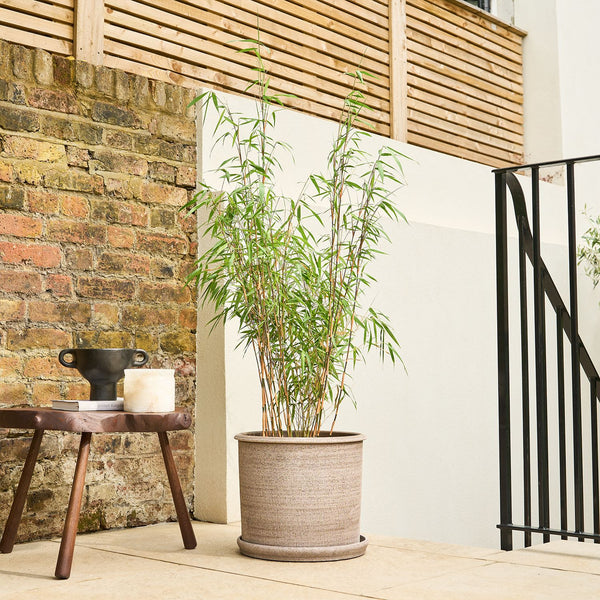 Bamboo – red stem