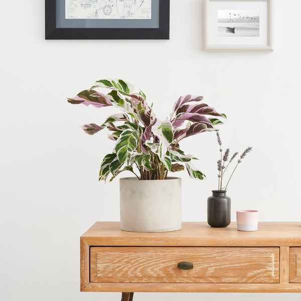 Calathea fusion white