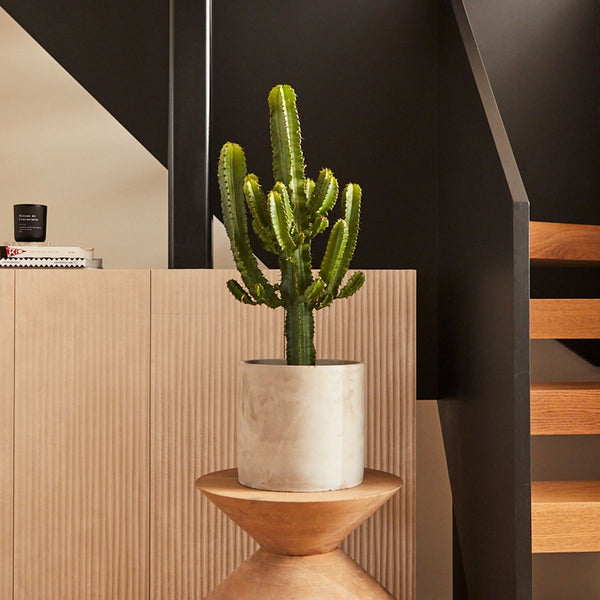 Euphorbia