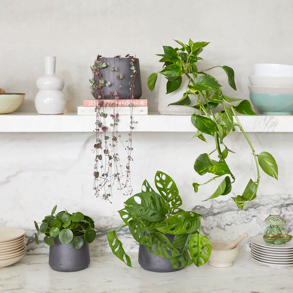 Fast growing set