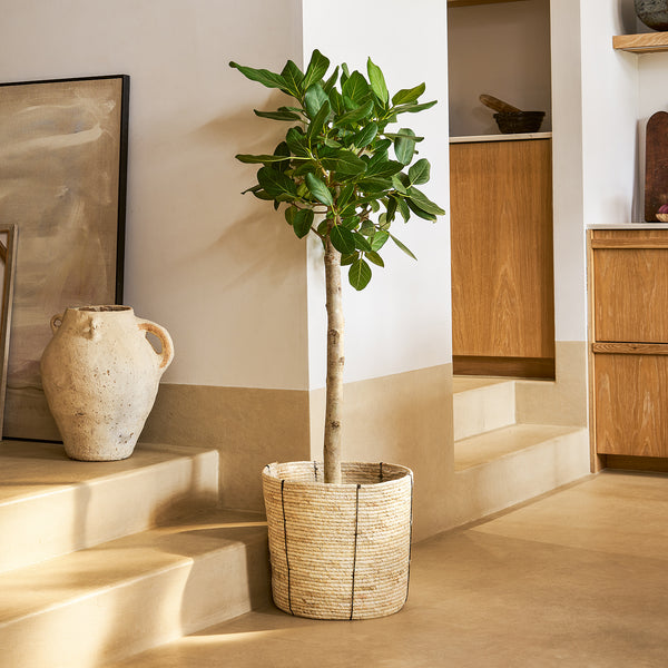 Ficus benghalensis ‘Audrey’