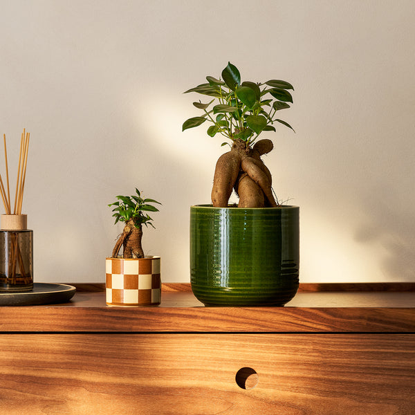 Ficus ginseng