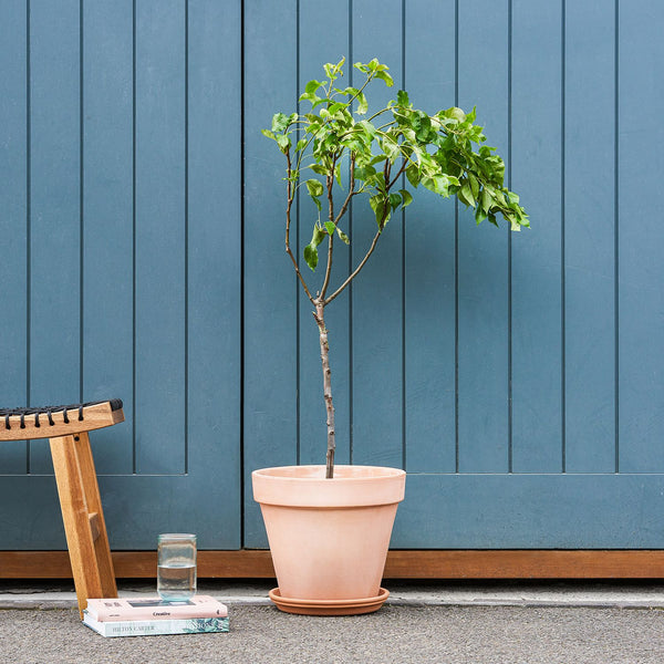 Pear tree