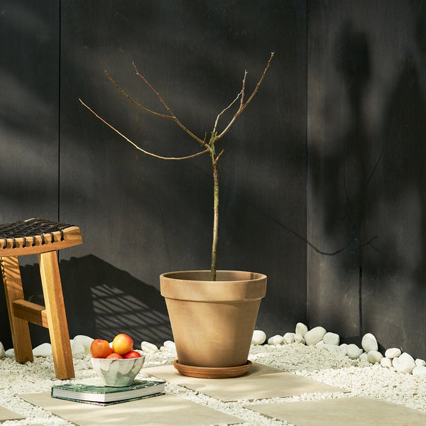 Plum Tree