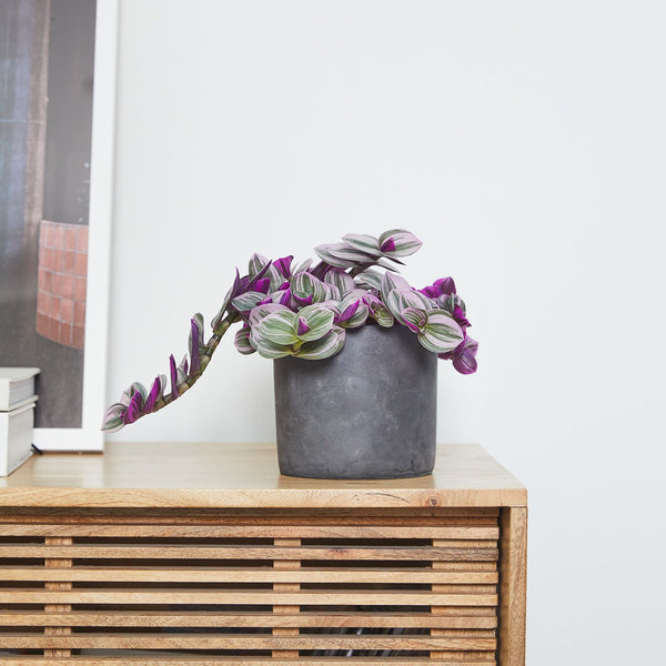 Tradescantia Nanouk