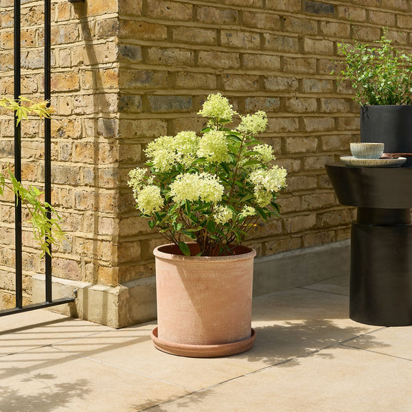Hydrangea paniculata – white