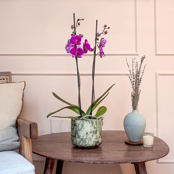 Orchid – Purple